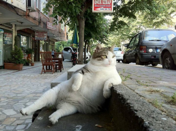 the-coolest-street-cat1